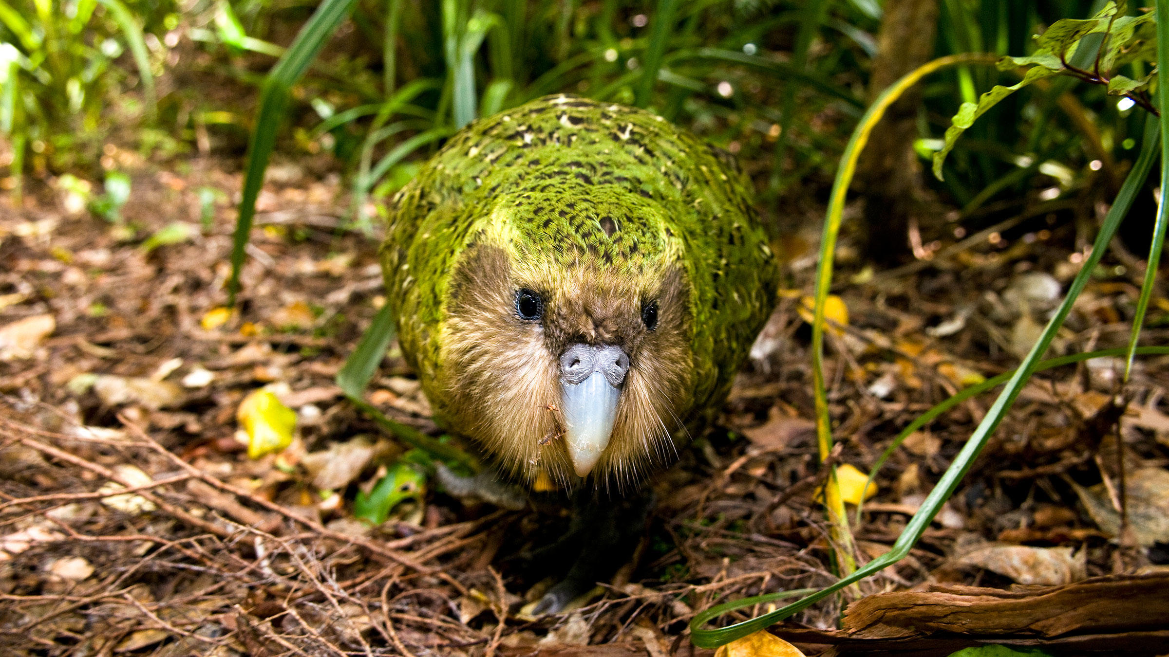 Sitting Kakapo